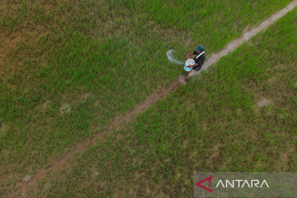 Realisasi distribusi pupuk subsidi