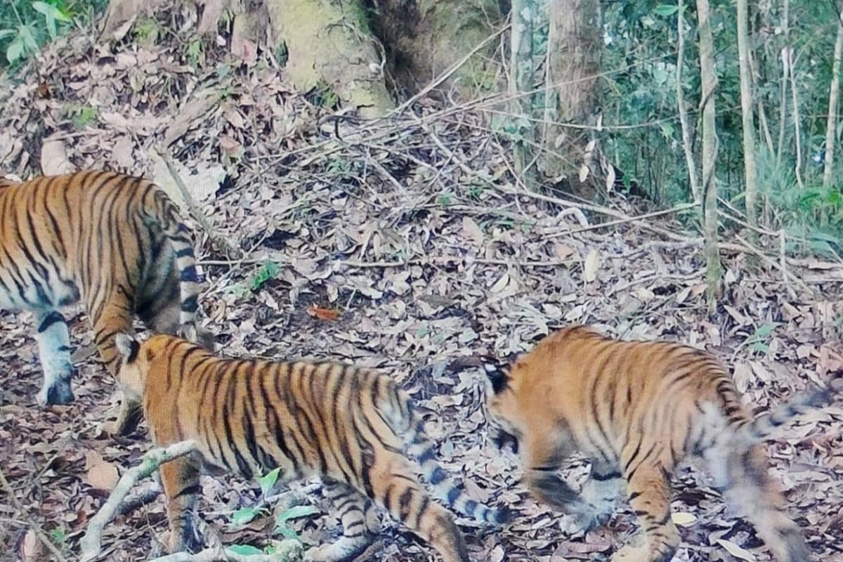 Kemenhut laporkan dua anak harimau dalam kondisi baik di Kerinci