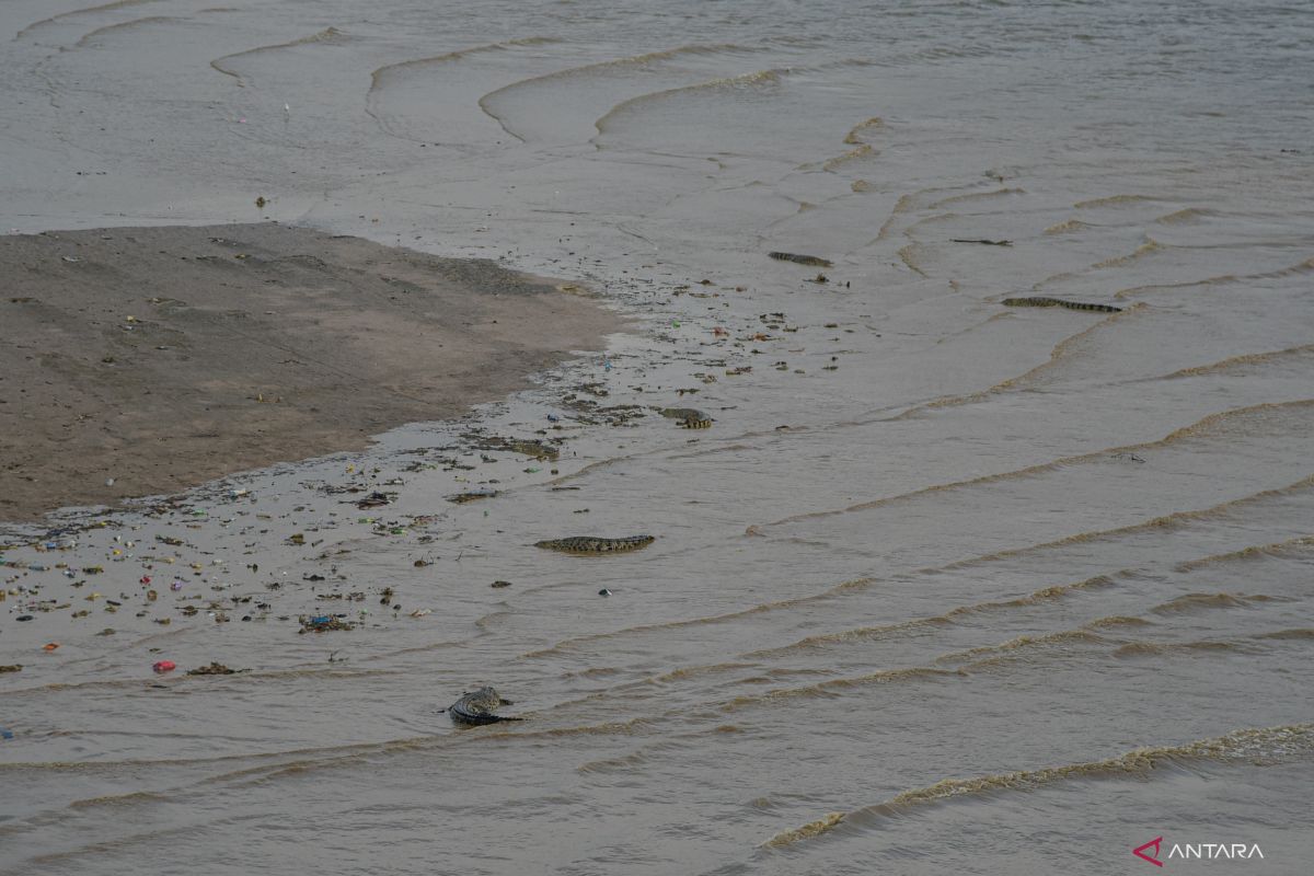 Buaya muara Sungai Palu jadi perhatian warga