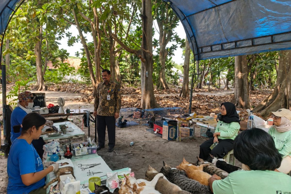 Kepulauan Seribu kendalikan populasi kucing lewat sterilisasi