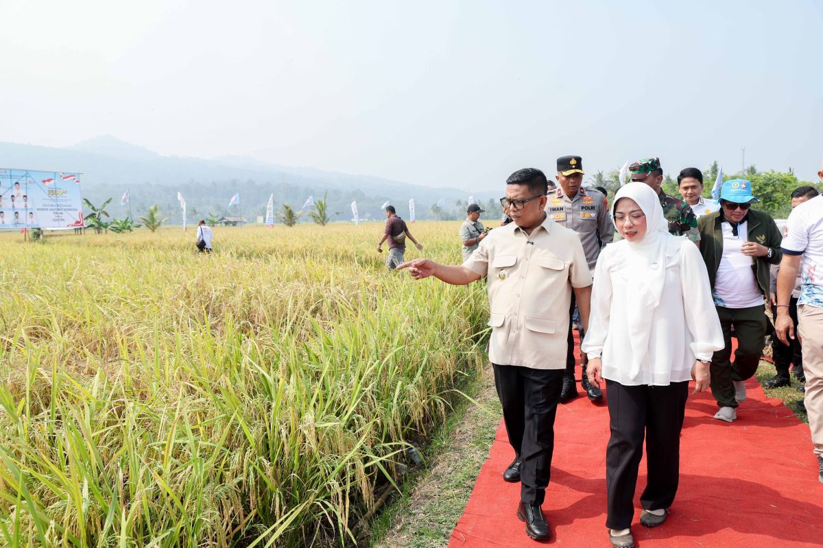 Padi organik PS-08 dukung Banten jadi lumbung pangan nasional