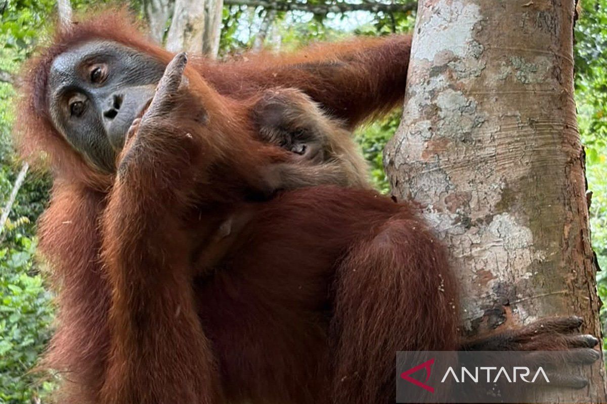 Jelang HUT RI, Kemenhut umumkan bayi orang utan lahir di CA Jantho