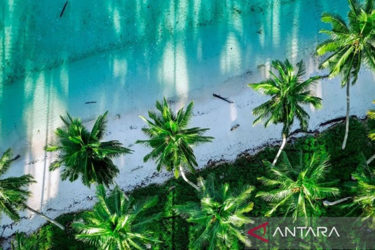 Potensi komoditas kelapa dalam Berau janjikan iklim investasi