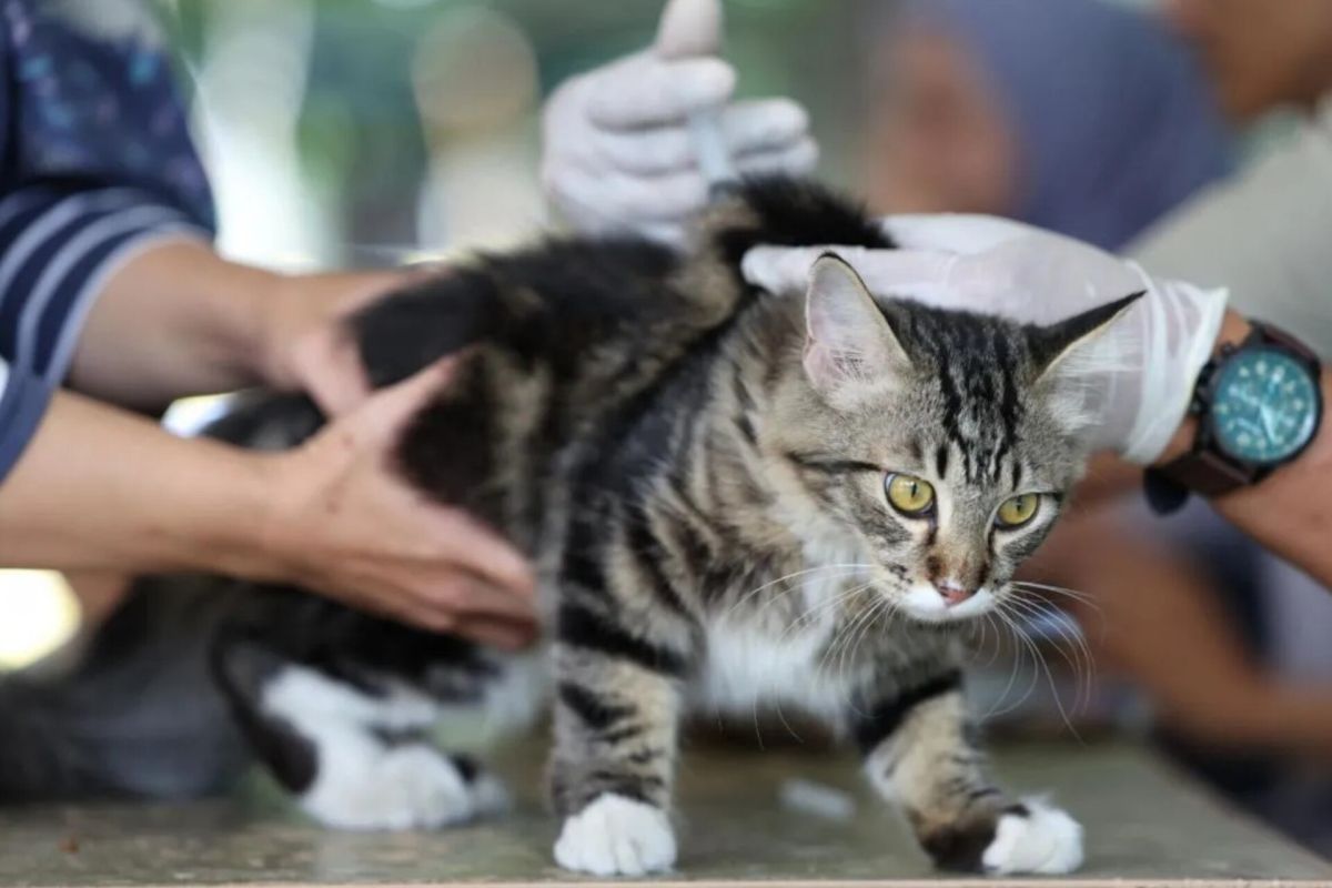 Jaksel sterilisasi 441 ekor kucing selama Juli untuk tekan populasi