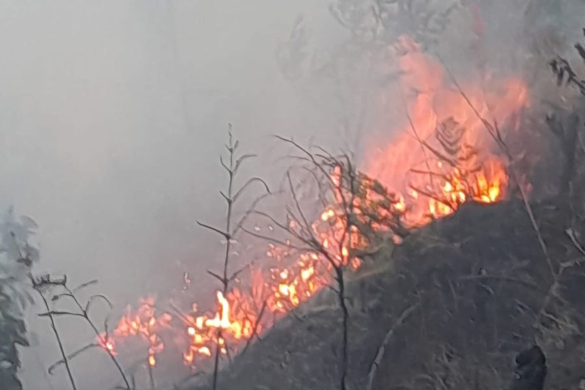 TNBTS tutup sebagian akses Bromo imbas kebakaran hutan Blok Batengan