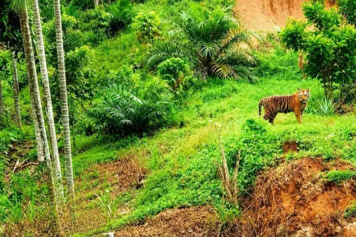 BKSDA kerahkan tim tangani kemunculan harimau di permukiman warga 