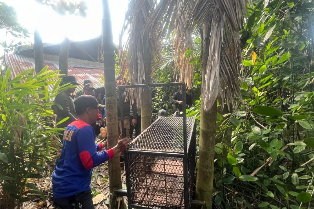 Teror monyet hantui warga di Tembilahan, BBKSDA Riau pasang kandang perangkap