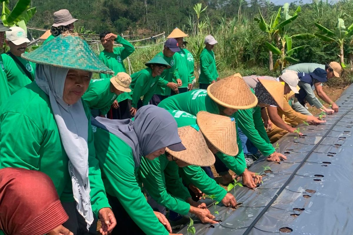 Pemprov Jateng tanam cabai rawit 35 hektare di Temanggung