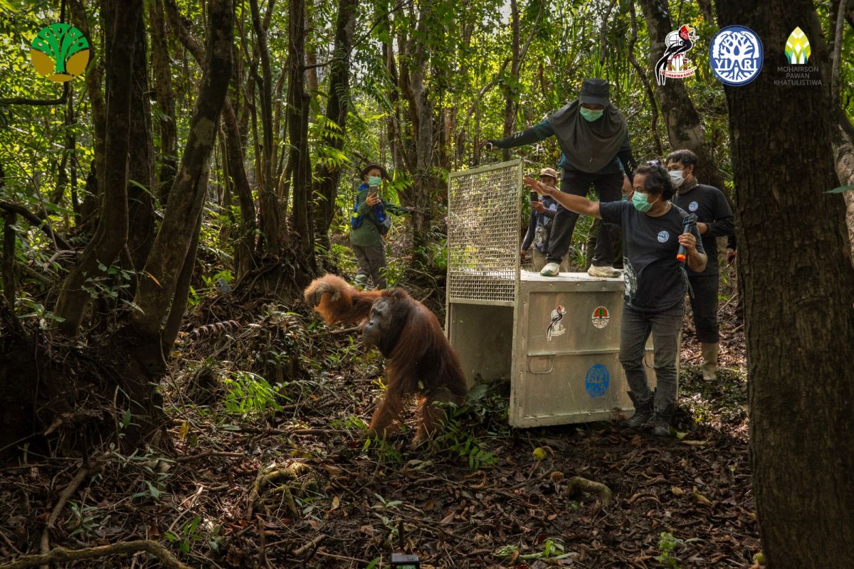 BKSDA Kalbar evakuasi orangutan di Ketapang dari ancaman karhutla