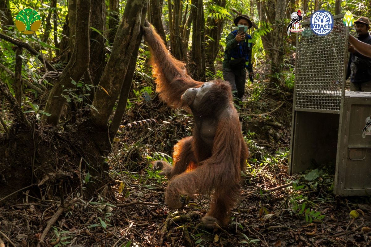 YIARI: Karhutla berulang di Ketapang picu konflik orangutan-warga