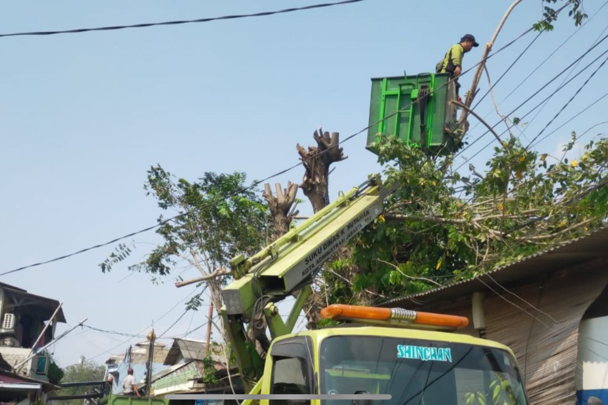 Jakut pangkas 5.157 pohon rawan tumbang antisipasi cuaca ekstrem