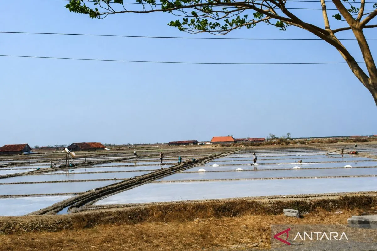 Pemkab Pati bantu optimalisasi penyerapan garam petani