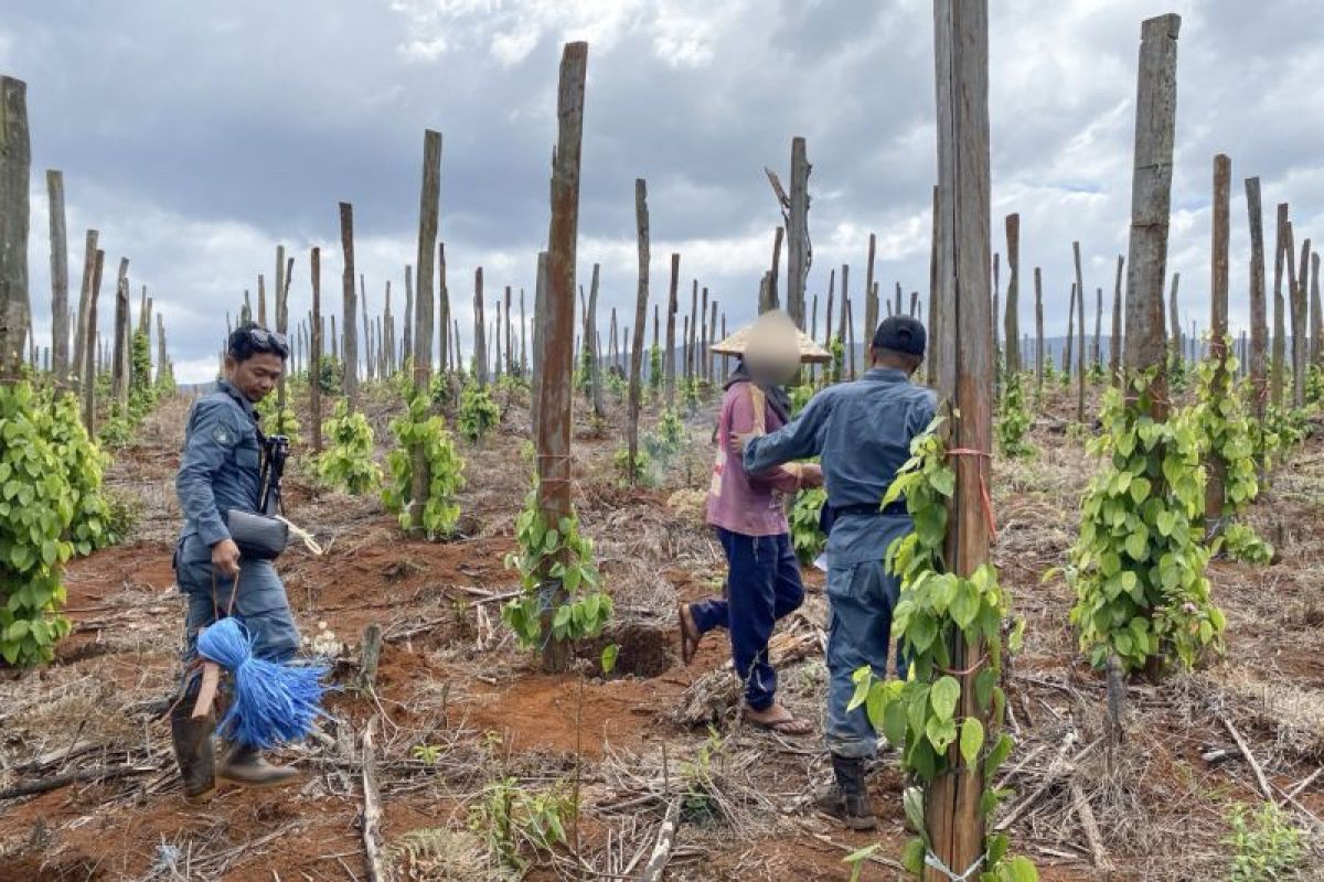 Kemenhut berhasil ungkap modus jual beli kawasan hutan lindung di Luwu Timur Sulsel - ANTARA News Megapolitan