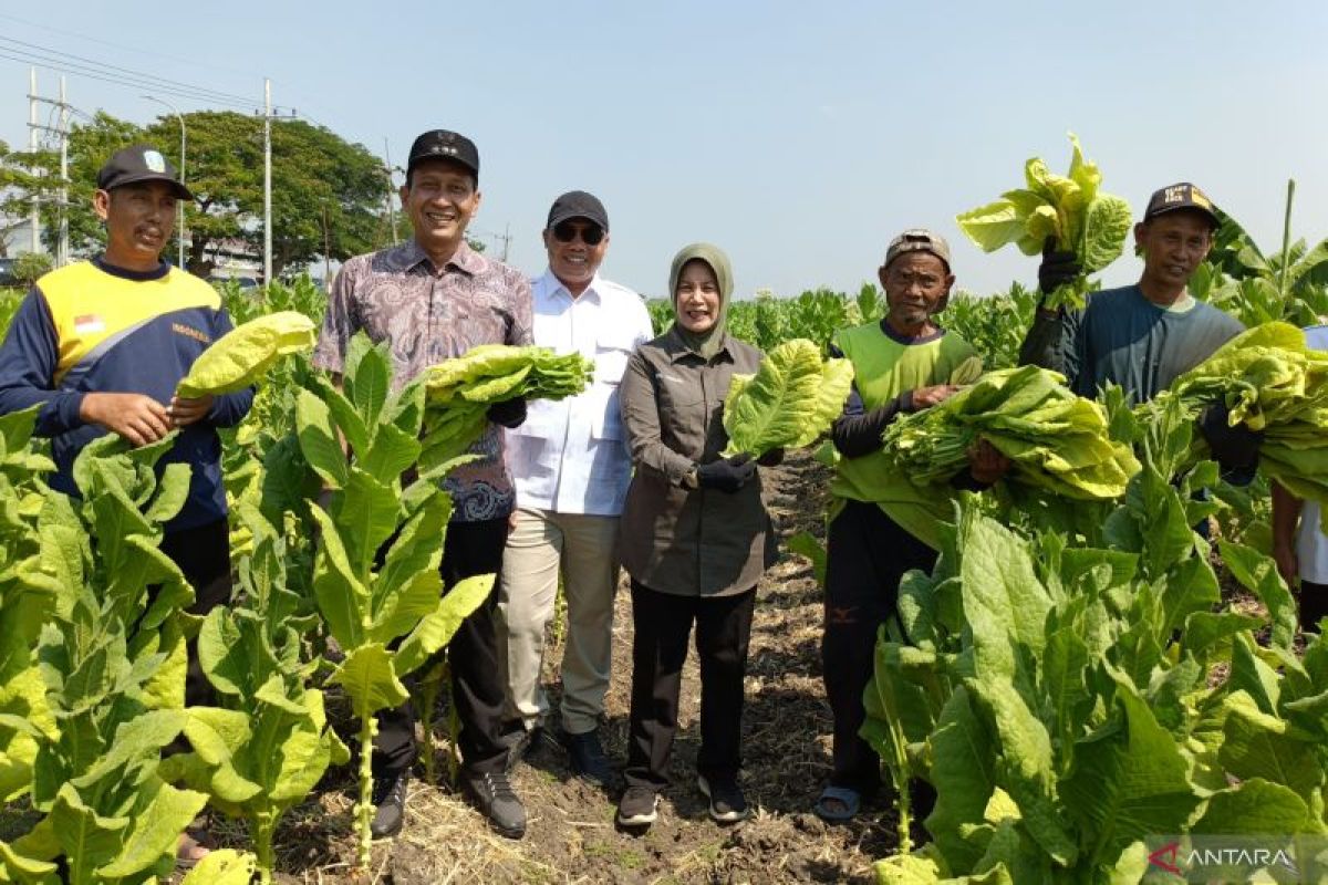 Bupati Bojonegoro dorong kenaikan harga jual tembakau rajangan kering - ANTARA News Jawa Timur
