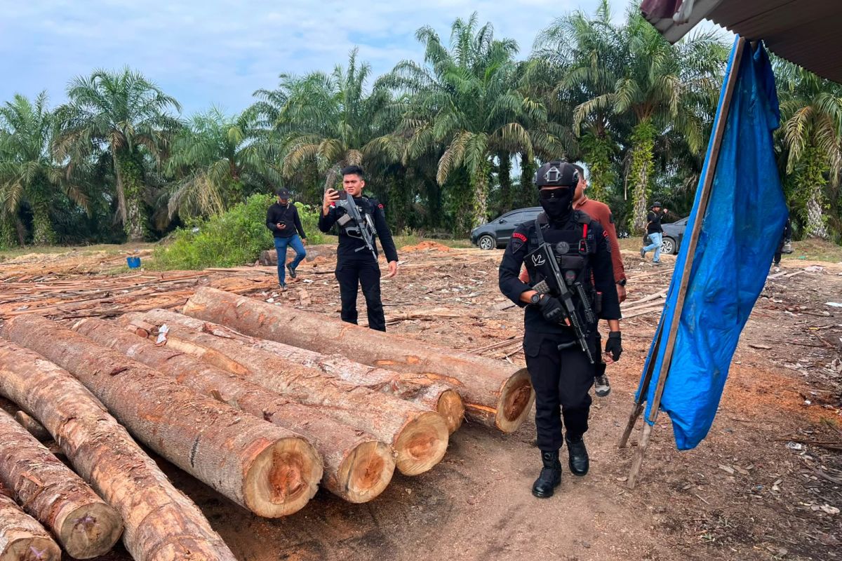 Polda Riau telusuri aliran uang perdagangan kayu ilegal di Kampar melalui TPPU