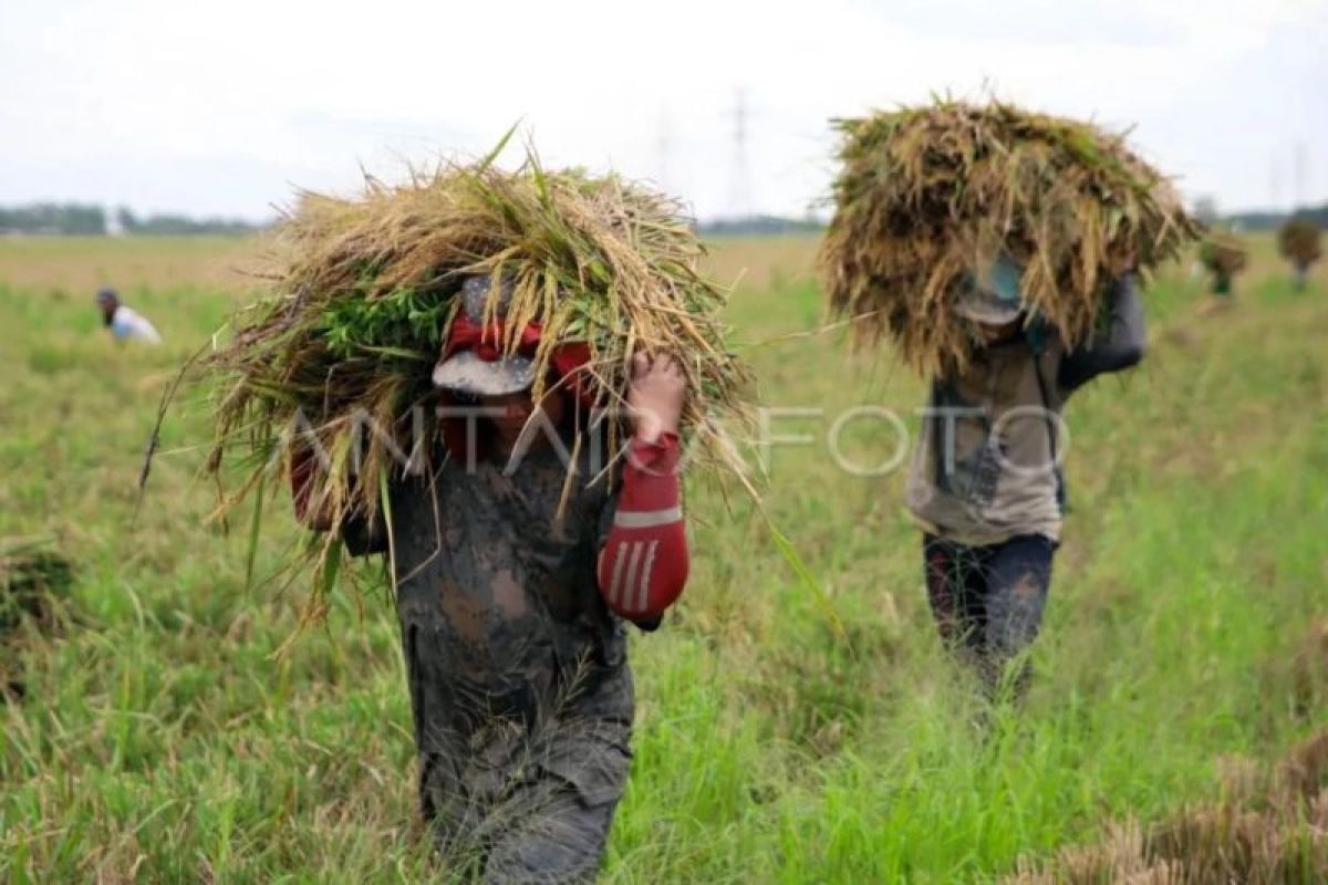 Bulog Sumut serap 37.864 ton gabah dari petani perkuat cadangan pangan - ANTARA News Sumatera Utara