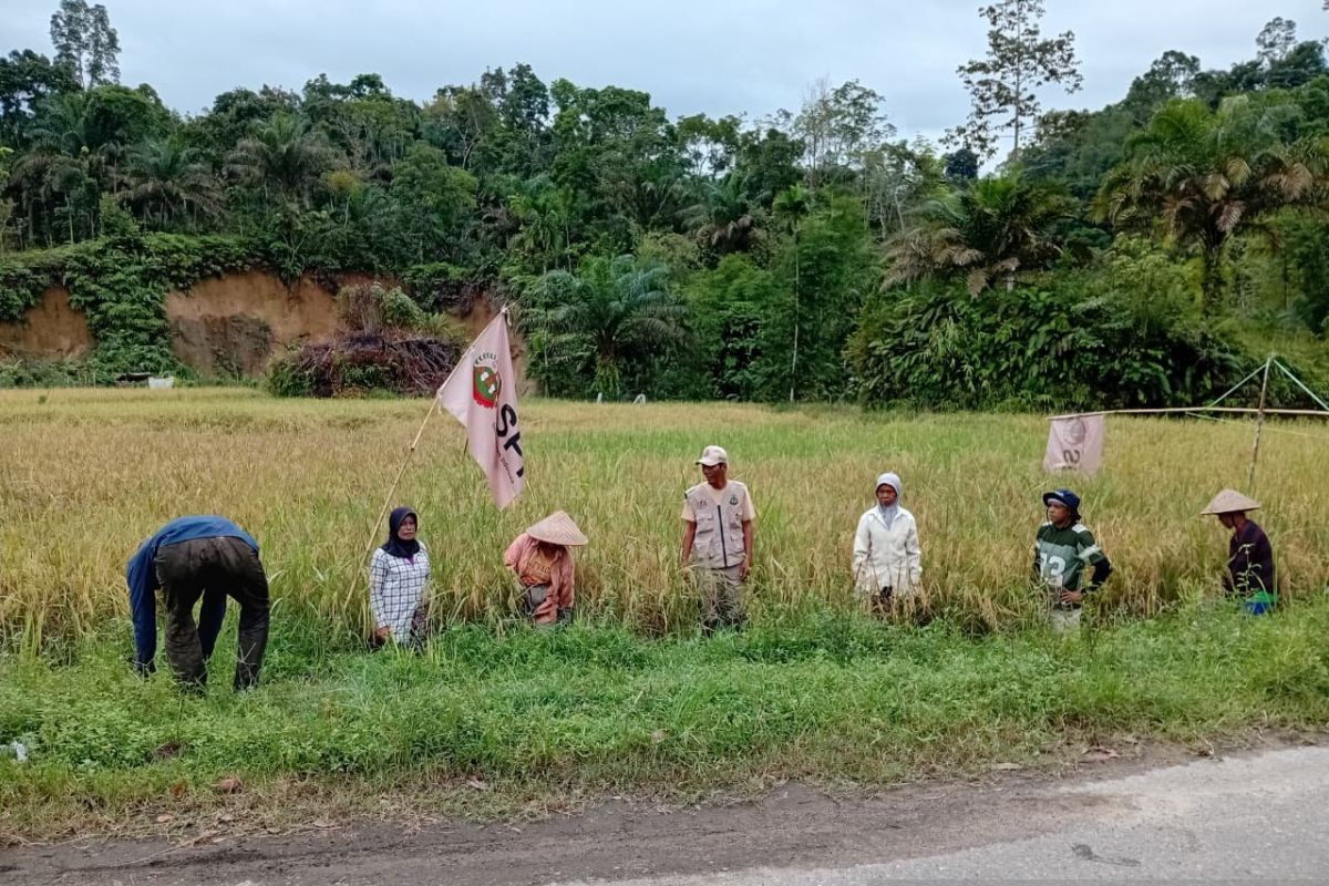Padang Pariaman terapkan agroekologi wujudkan kedaulatan pangan