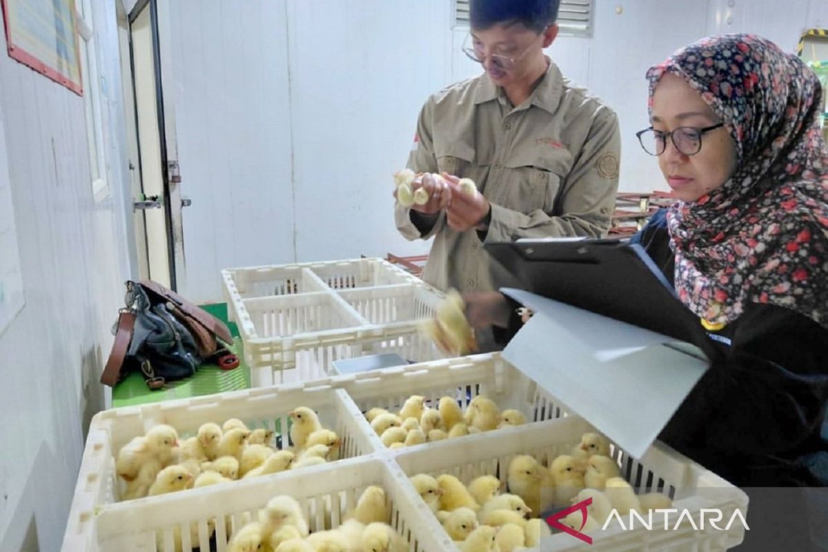 DPKH Kaltim pastikan jaminan mutu bibit unggul ayam pedaging