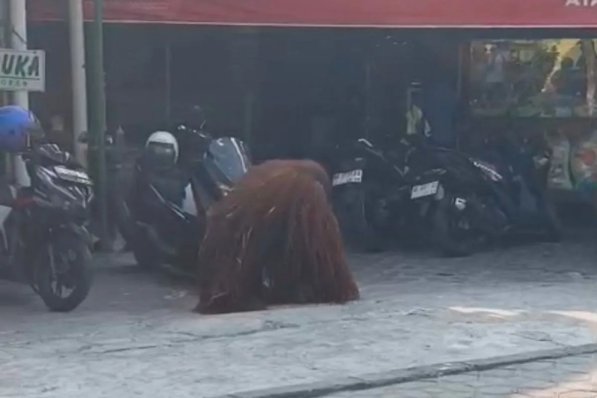 Orangutan Solo Safari lepas hebohkan warga