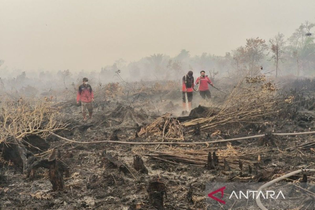 Menhut pastikan penindakan tegas terhadap perusak alam