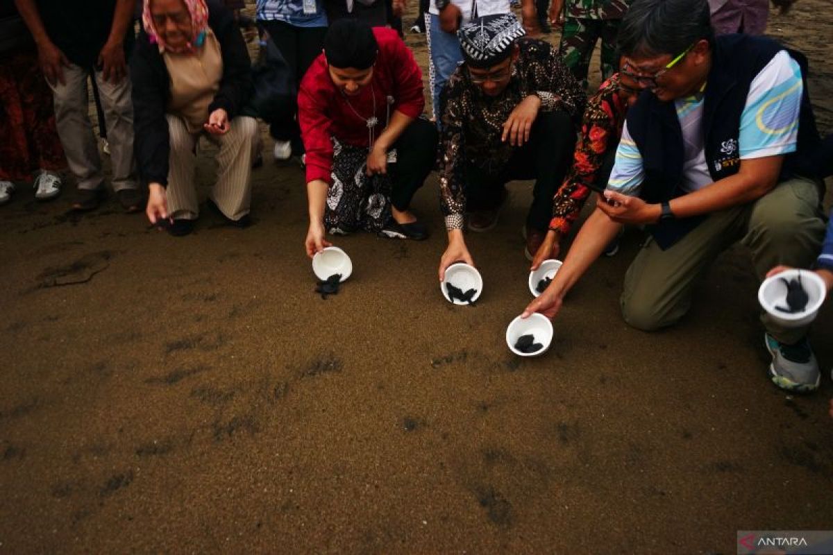 Pelepasliaran tukik Taman Konservasi Kili-kili Trenggalek