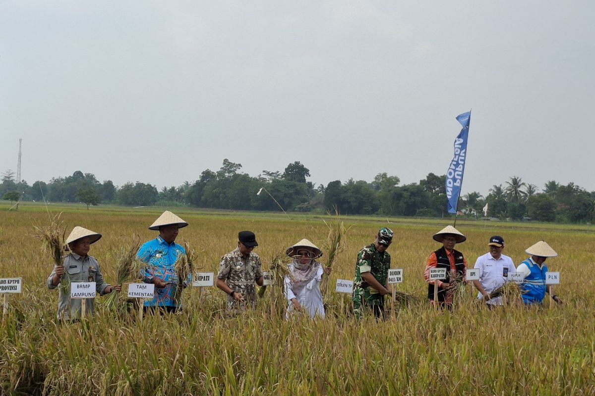 Panen perdana demfarm PM AAS Lampung capai 11,2 ton per hektare