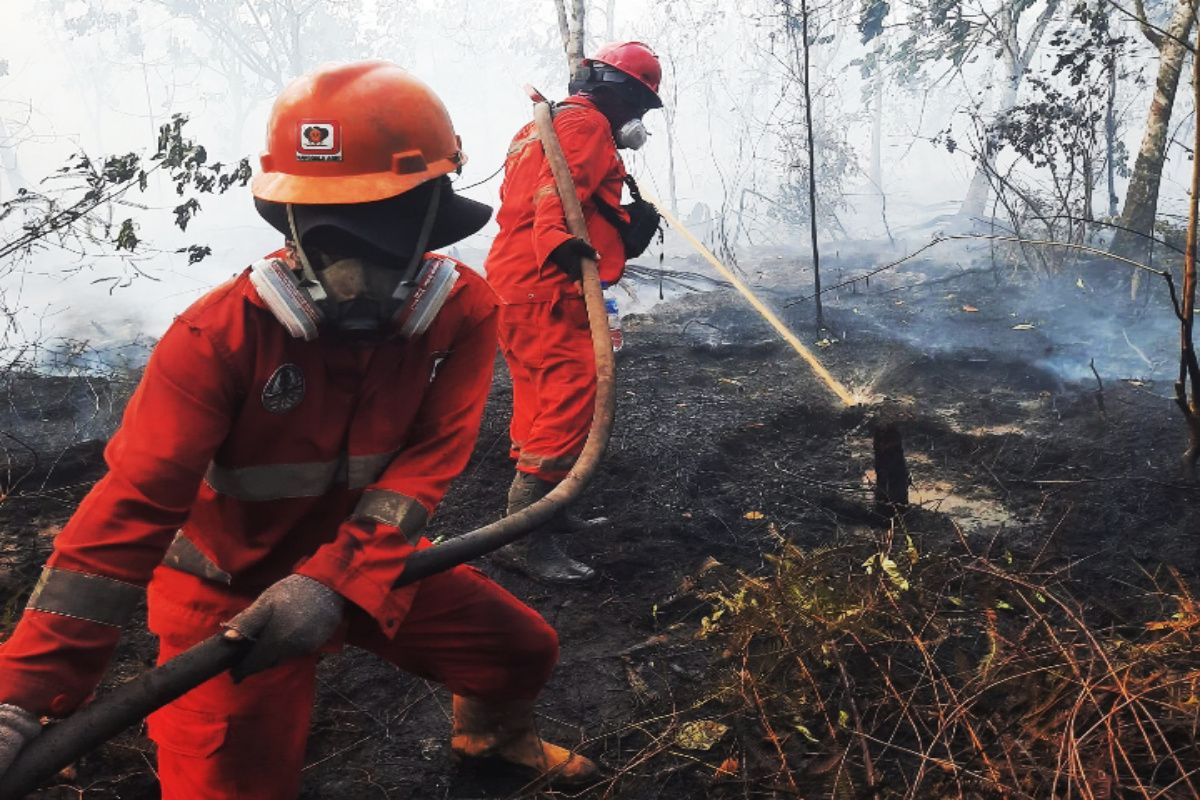 Pemerintah kerahkan 12.880 personel atasi karhutla di Kalimantan - ANTARA News Kalimantan Selatan