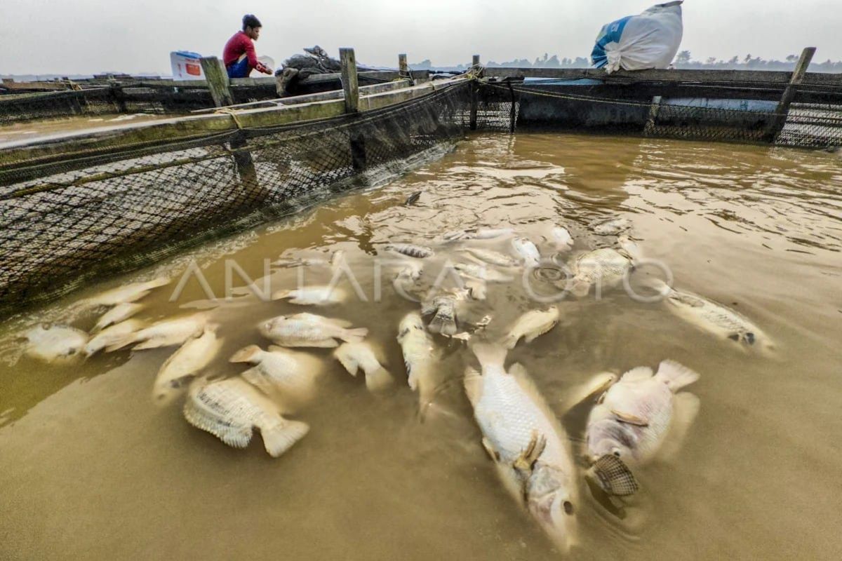 Kematian ikan keramba sungai akibat kemarau di Jambi