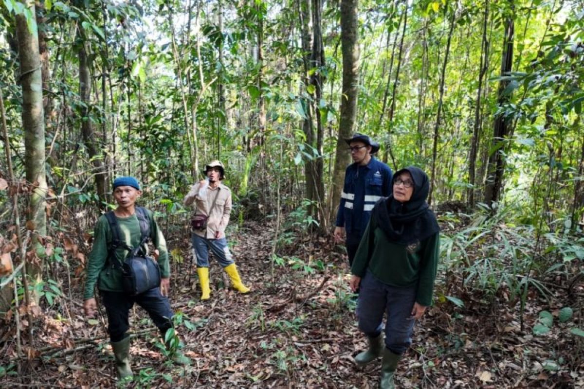 FOKUS apresiasi keseriusan Agincourt Resources lestarikan Biodiversitas Batang Toru - ANTARA News Sumatera Utara