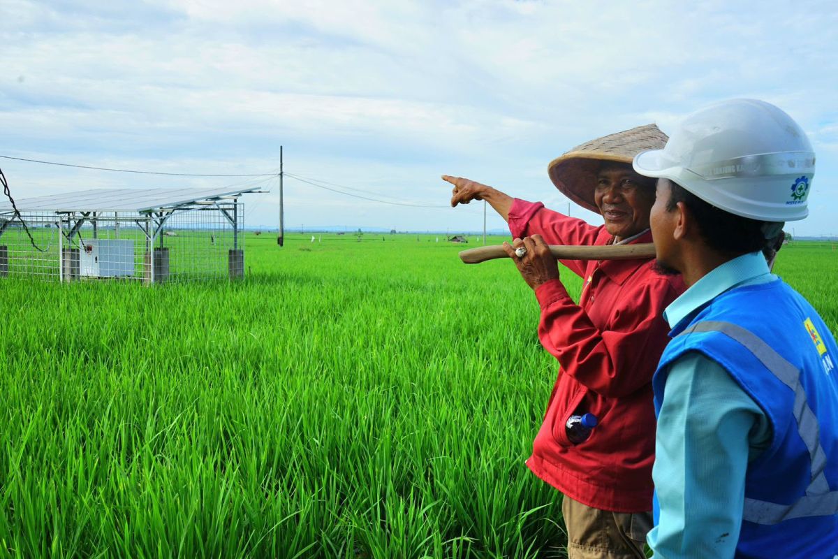 PLN Lampung bangun jaringan listrik operasikan pompa air pertanian 