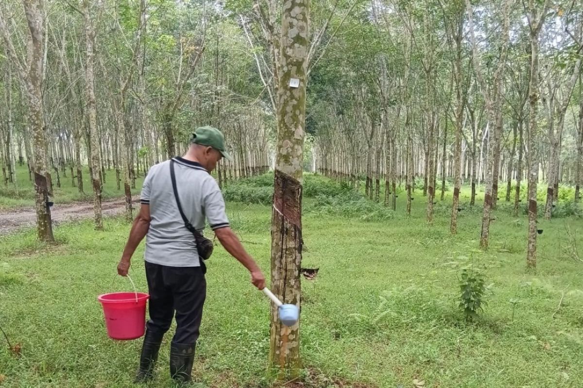 RPN intensifkan pengendalian penyakit gugur daun pada pohon karet