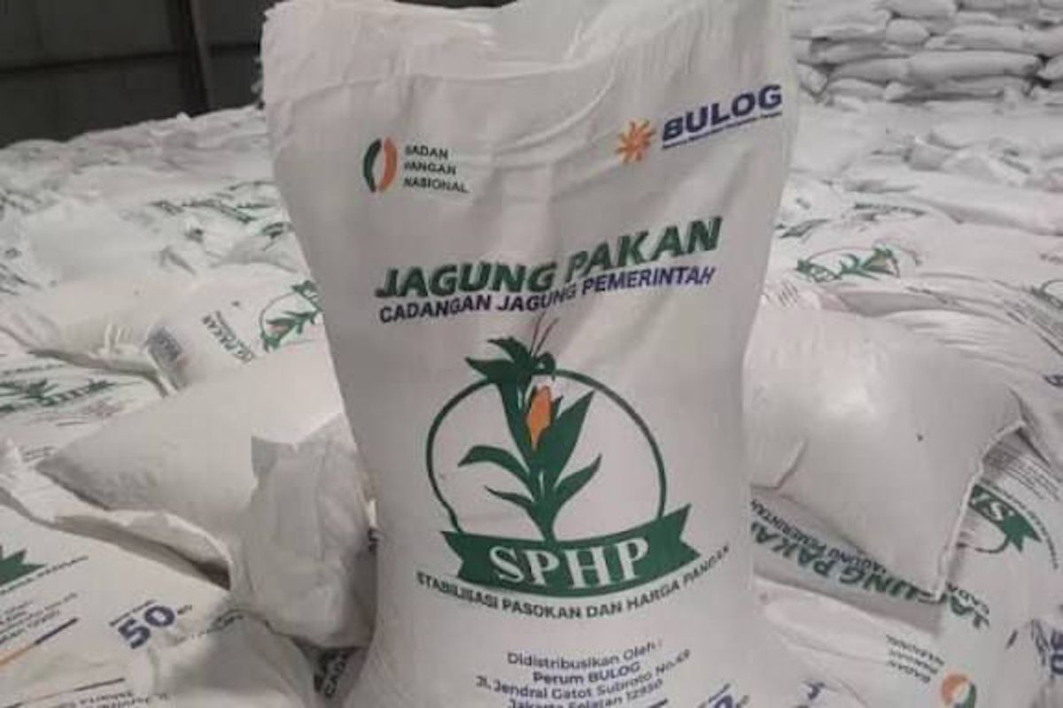 Kementan kawal SPHP jagung untuk peternak, tersalur 127 ribu ton