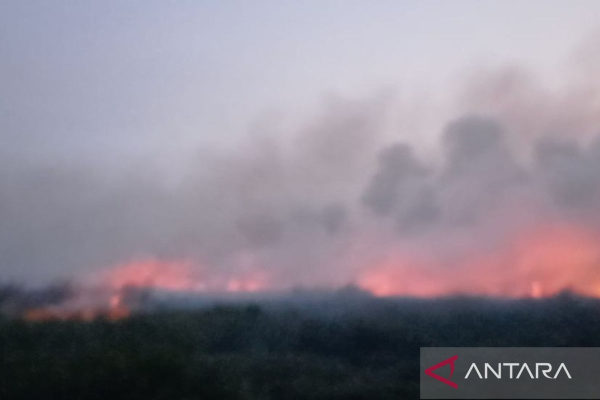 Petugas siapkan strategi pemadaman kebakaran di kawasan TNBS - ANTARA News Jambi