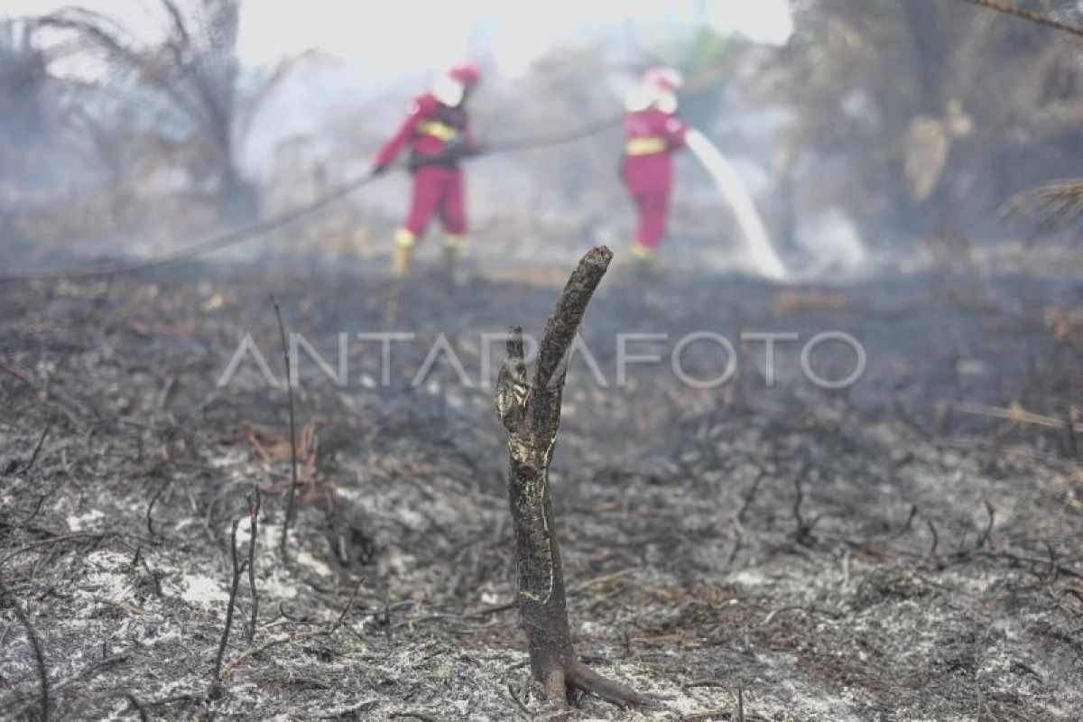 Pemadaman karhutla di lahan gambut Jambi