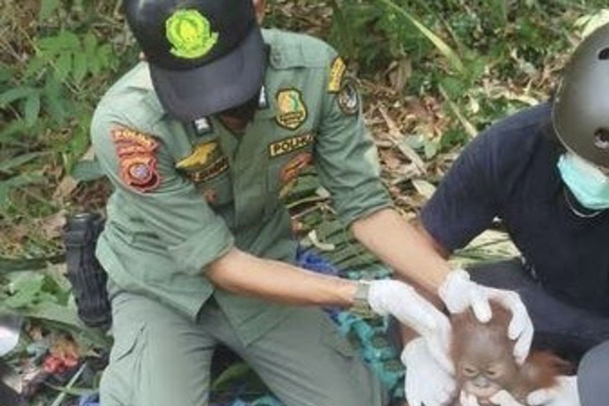 Kemenhut translokasi tiga orang utan Kalbar mitigasi dampak kemarau