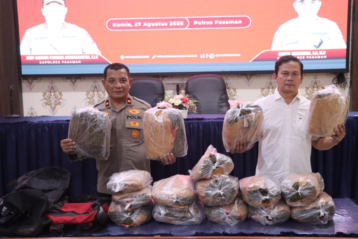 Polres Pasaman tangkap kurir narkotika dengan barang bukti 16 kg ganja (Video)