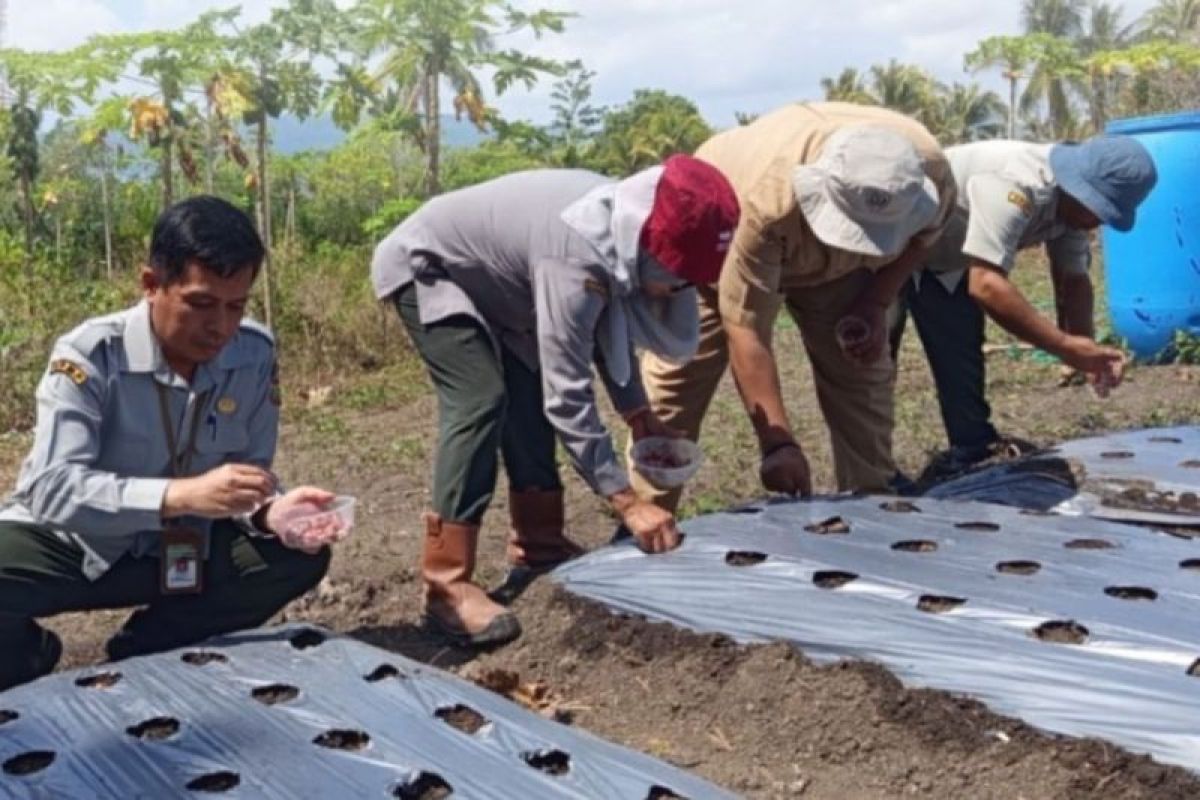BBRMP Maluku dampingi petani kembangkan komoditas bawang merah