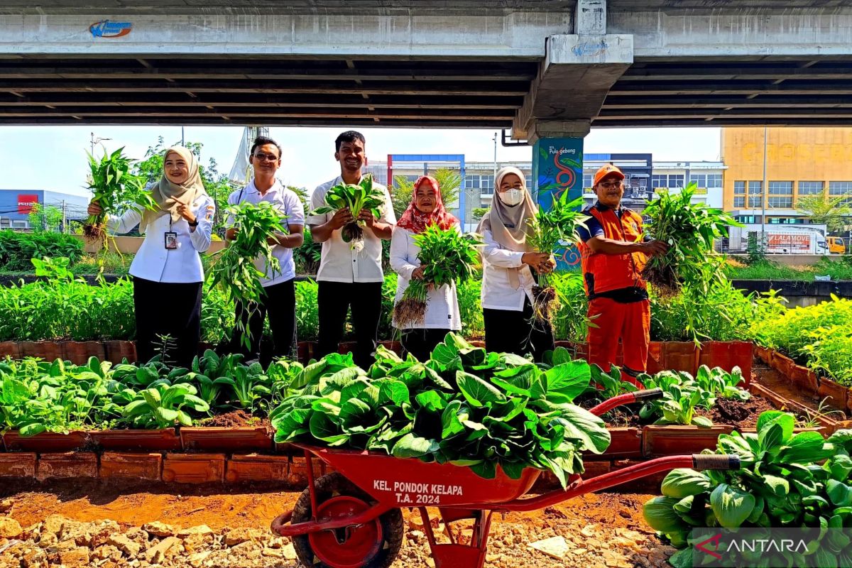 "Urban farming" di kolong Tol Becakayu hasilkan 70 kg sayuran