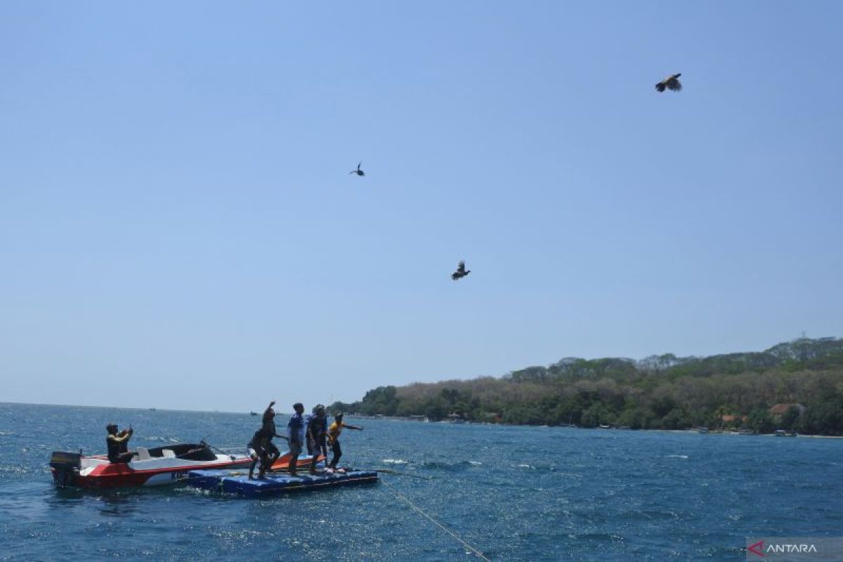 Tradisi ayam terbang di Pasir Putih Situbondo