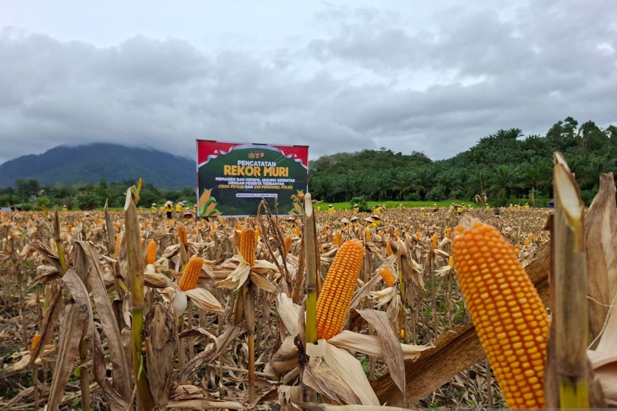Bulog Kalbar Genjot Penyerapan Jagung Petani demi Kejar Target