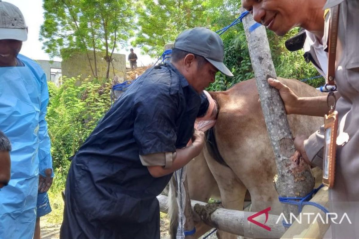 Kabupaten Sigi sediakan layanan konsultasi ternak bagi peternak