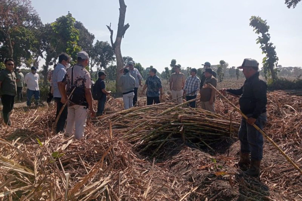 PT SGN Evaluasi KSO Tebu Kebun Dhoho Pastikan Kepatuhan SOP