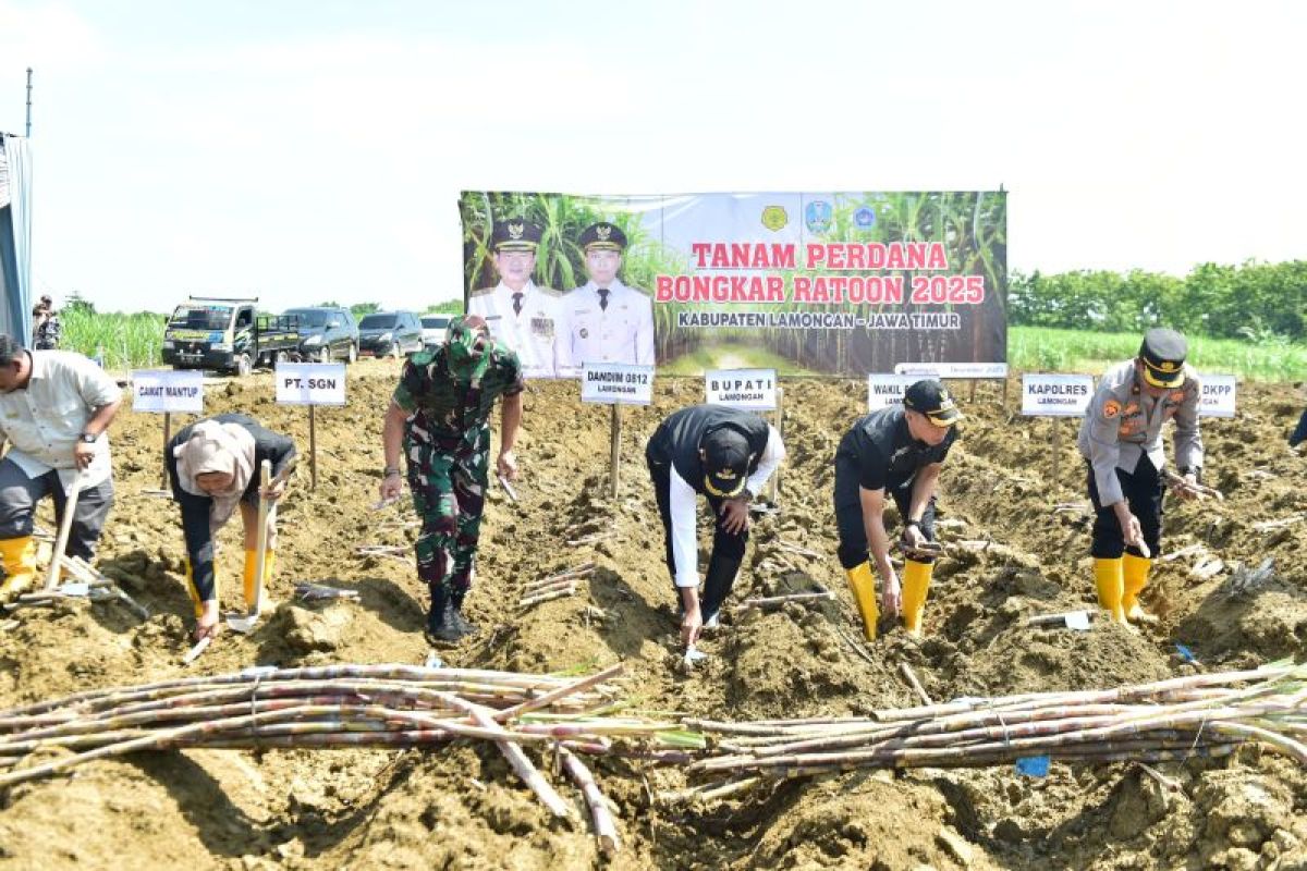Produksi Tebu Lamongan Tembus 68 Ton dari 1.000 Hektare