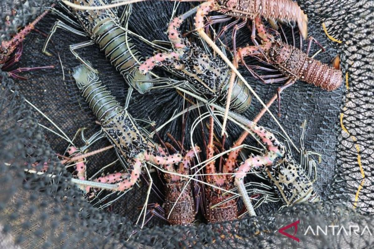 Pasokan lobster menurun, pengepul cari pasokan dari luar - ANTARA News Kalimantan Barat