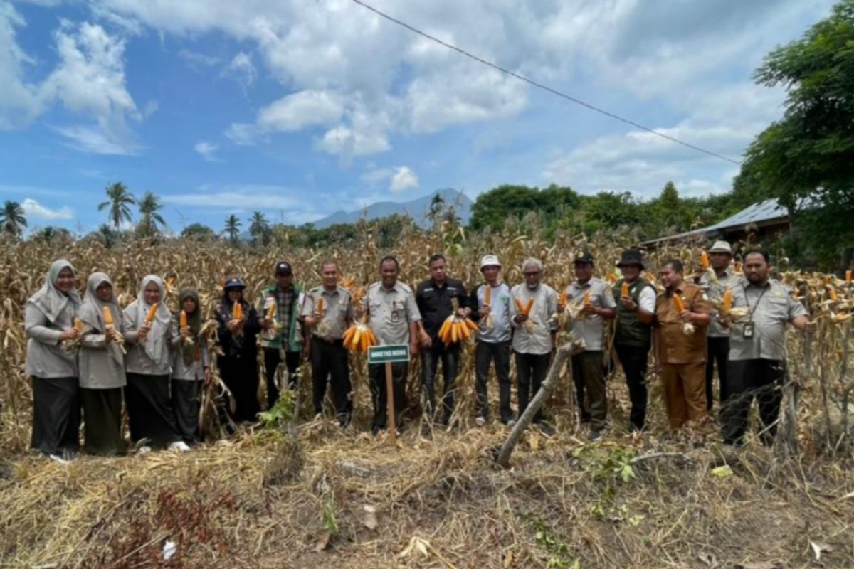 BRMP Aceh Panen Benih Jagung Unggul Varietas Jakarin dan Bisma