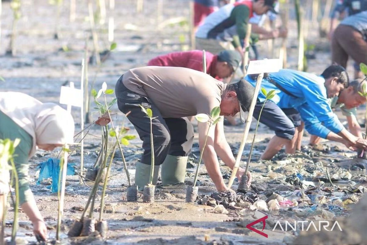 Bima memulihkan ekosistem pesisir Panda dengan tanam 700 bibit mangrove