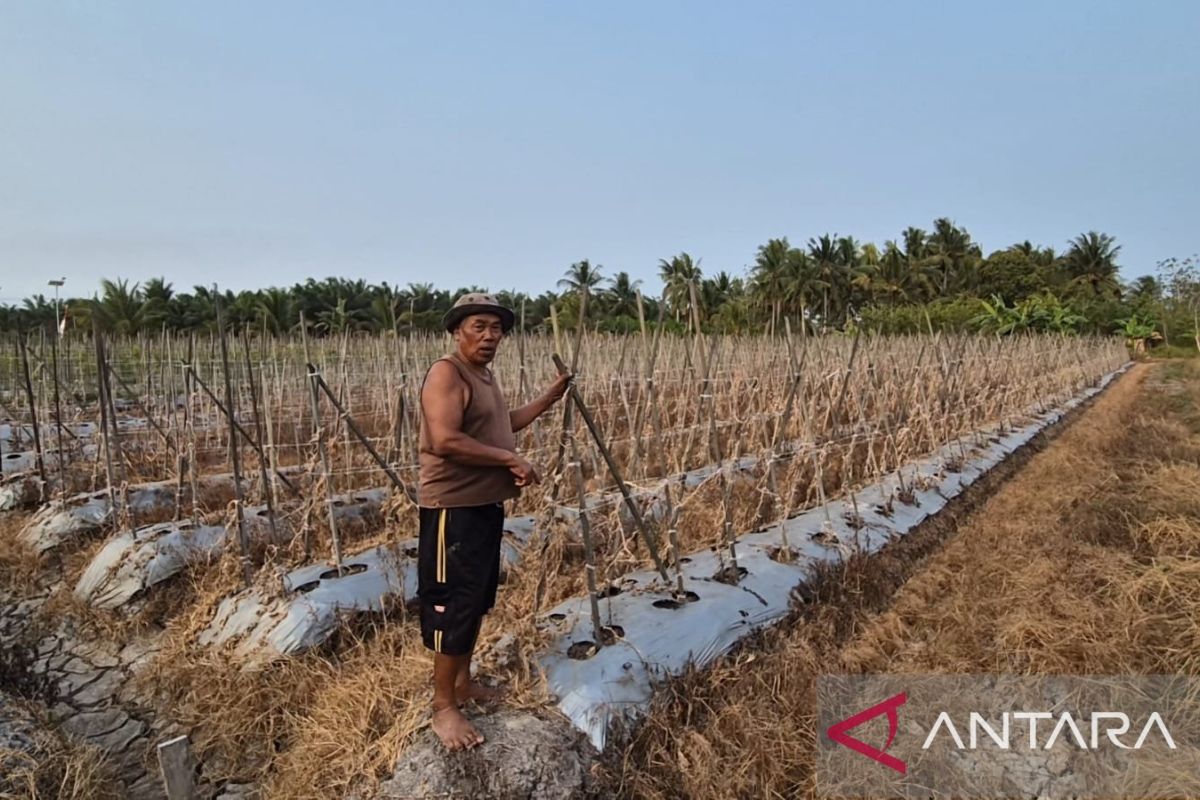 Kemarau Panjang Picu Gagal Panen di Sangatta Selatan Kutim