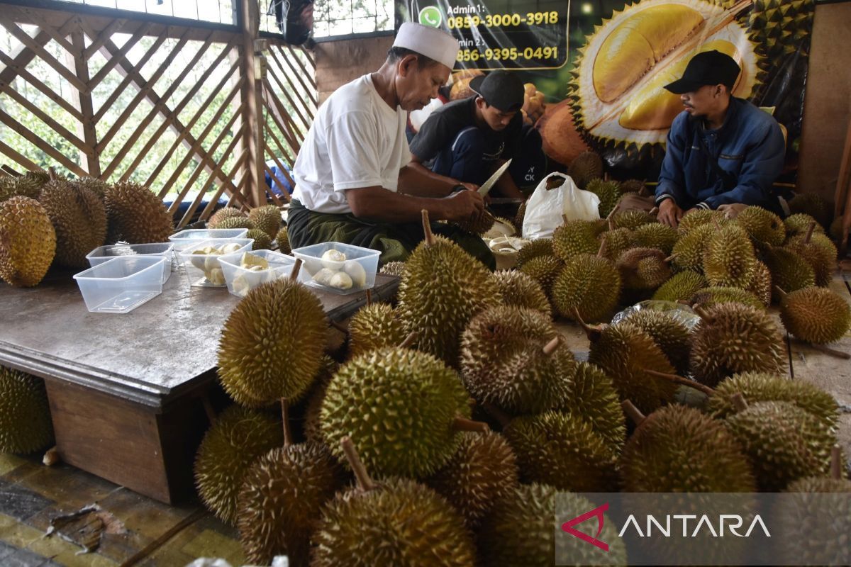 Panen raya durian Cengal Bogor