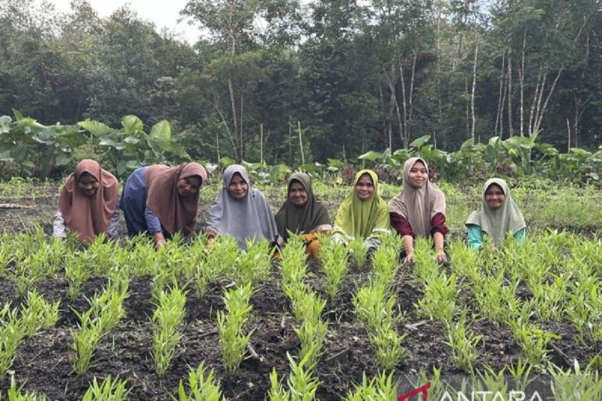 Perempuan Dusun Pinang menggerakkan kemandirian pangan dari Kebun Komunitas