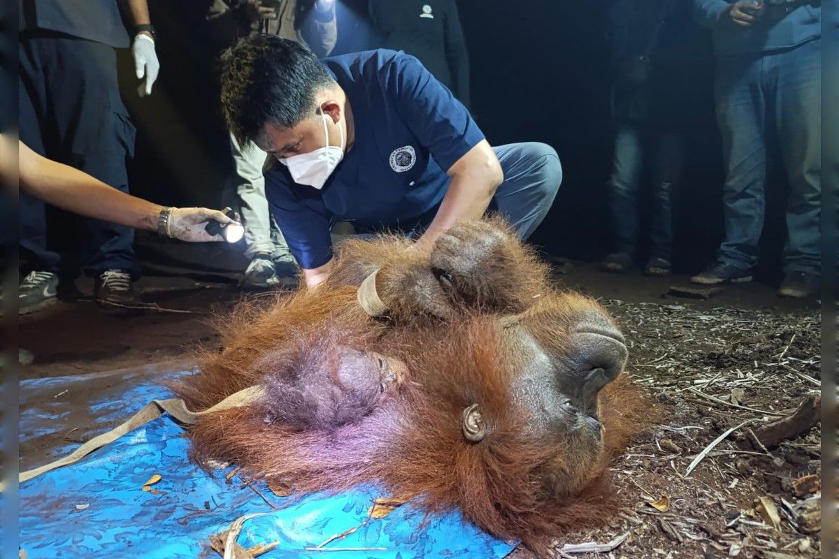 Kemarin, orang utan mati akibat asap hingga pembangunan Kampung Sade